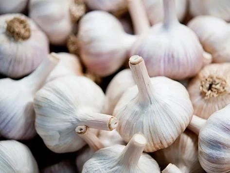 4 Music Garlic Bulbs for Planting - White Hardneck Garlic for Home Garden - Image 4