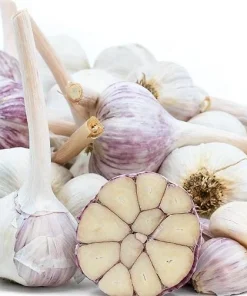 4 Music Garlic Bulbs for Planting - White Hardneck Garlic for Home Garden - Image 5