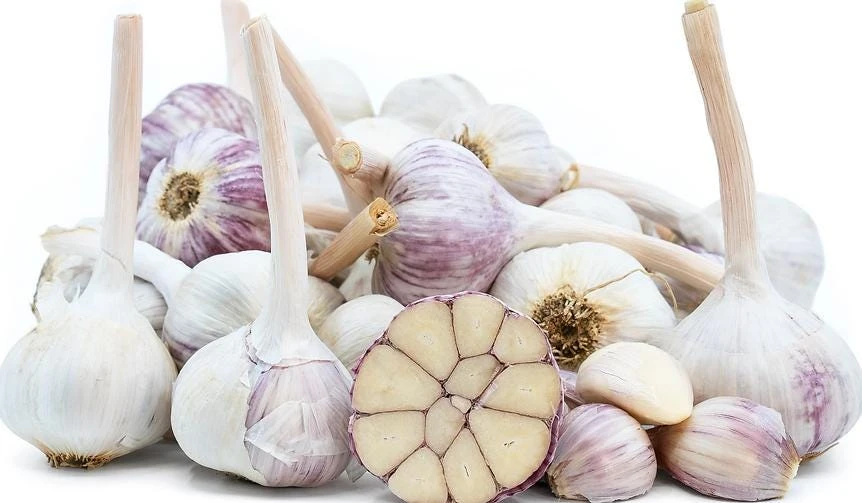 4 Music Garlic Bulbs for Planting - White Hardneck Garlic for Home Garden - Image 5