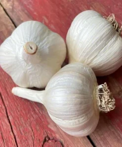 4 Music Garlic Bulbs for Planting - White Hardneck Garlic for Home Garden - Image 6