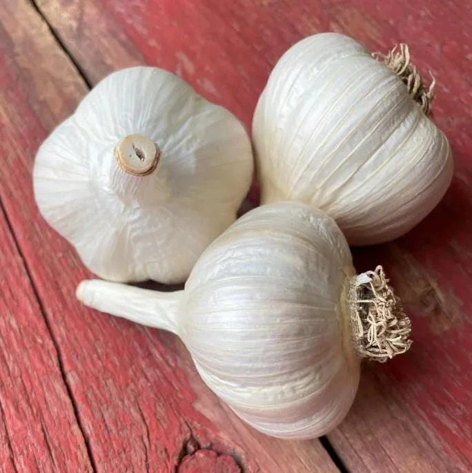 4 Music Garlic Bulbs for Planting - White Hardneck Garlic for Home Garden - Image 6