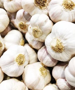 4 Music Garlic Bulbs for Planting - White Hardneck Garlic for Home Garden - Image 7