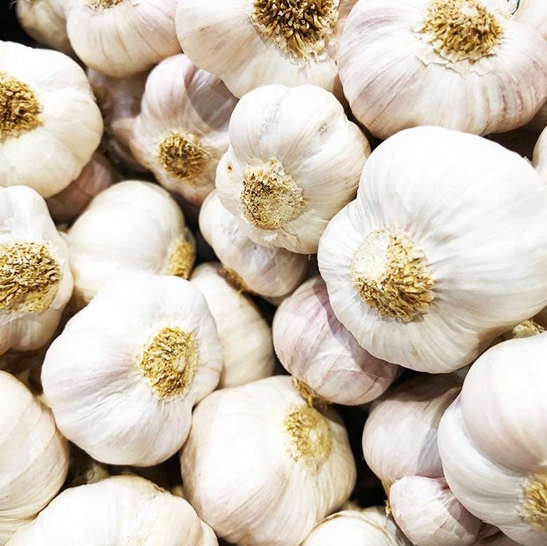 4 Music Garlic Bulbs for Planting - White Hardneck Garlic for Home Garden - Image 7
