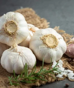 4 Music Garlic Bulbs for Planting - White Hardneck Garlic for Home Garden - Image 8