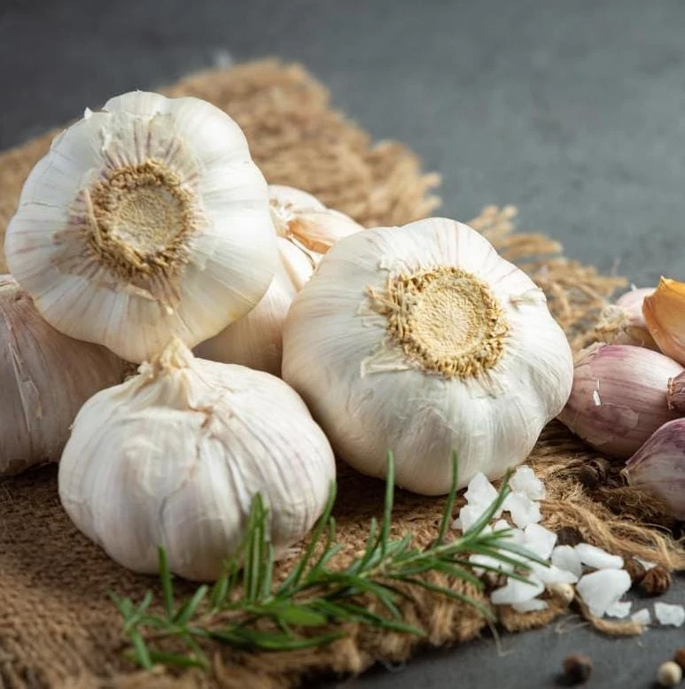 4 Music Garlic Bulbs for Planting - White Hardneck Garlic for Home Garden - Image 8