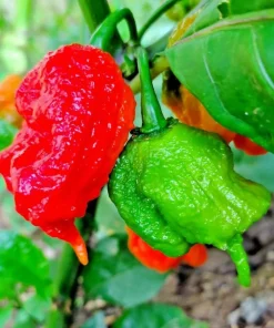 4 Pack Carolina Reaper Pepper Live Plants - Hot Red Chili Peppers, 4-6 Inch Tall - Image 3