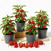 4 Pack Carolina Reaper Pepper Live Plants - Hot Red Chili Peppers, 4-6 Inch Tall - Image 1