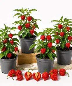 4 Pack Carolina Reaper Pepper Live Plants - Hot Red Chili Peppers, 4-6 Inch Tall - Image 1