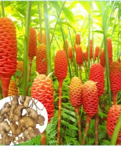 4 Pack Hawaiian Awapuhi Shampoo Ginger Rhizomes - Zingiber Zerumbet Tubers - Image 1