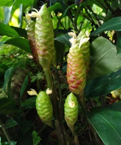 4 Pack Hawaiian Awapuhi Shampoo Ginger Rhizomes - Zingiber Zerumbet Tubers - Image 7