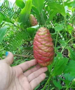 4 Pack Hawaiian Awapuhi Shampoo Ginger Rhizomes - Zingiber Zerumbet Tubers - Image 8