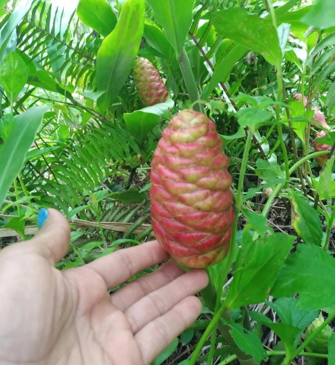 4 Pack Hawaiian Awapuhi Shampoo Ginger Rhizomes - Zingiber Zerumbet Tubers - Image 8