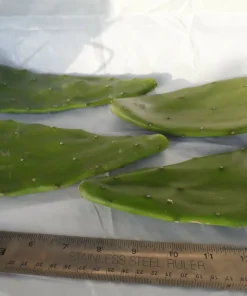 4 Prickly Pear Cactus Pads – Edible Opuntia Succulent Live Plant for Indoor & Outdoor - Image 2
