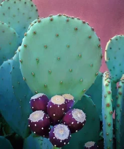 4 Prickly Pear Cactus Pads – Edible Opuntia Succulent Live Plant for Indoor & Outdoor - Image 4