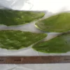 4 Prickly Pear Cactus Pads – Edible Opuntia Succulent Live Plant for Indoor & Outdoor - Image 1