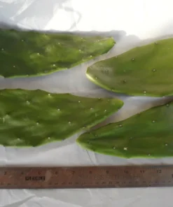 4 Prickly Pear Cactus Pads – Edible Opuntia Succulent Live Plant for Indoor & Outdoor - Image 1