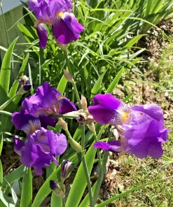 4 Purple Iris Rhizomes for Planting - Bare Root Perennial Flower Bulbs - Image 2