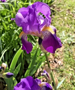 4 Purple Iris Rhizomes for Planting - Bare Root Perennial Flower Bulbs - Image 3