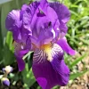 4 Purple Iris Rhizomes for Planting - Bare Root Perennial Flower Bulbs - Image 1