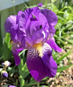 4 Purple Iris Rhizomes for Planting - Bare Root Perennial Flower Bulbs - Image 1
