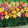 4 Reblooming Daylily Mixture Bare Root Bulbs - Perennial Outdoor Flower Plants - Image 1