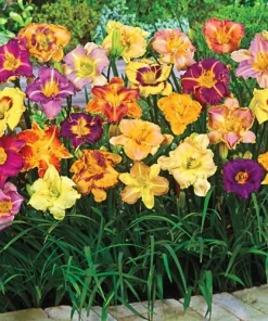 4 Reblooming Daylily Mixture Bare Root Bulbs - Perennial Outdoor Flower Plants - Image 1