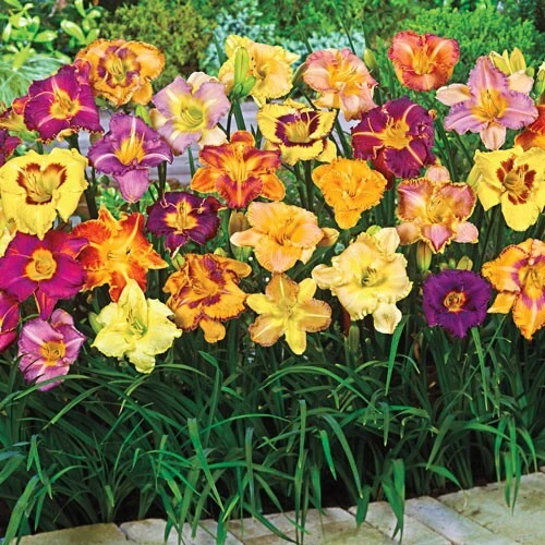 4 Reblooming Daylily Mixture Bare Root Bulbs - Perennial Outdoor Flower Plants - Image 1