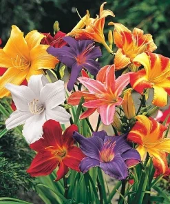 4 Reblooming Daylily Mixture Bare Root Bulbs - Perennial Outdoor Flower Plants - Image 2