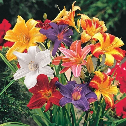 4 Reblooming Daylily Mixture Bare Root Bulbs - Perennial Outdoor Flower Plants - Image 2