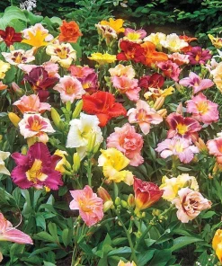 4 Reblooming Daylily Mixture Bare Root Bulbs - Perennial Outdoor Flower Plants - Image 3