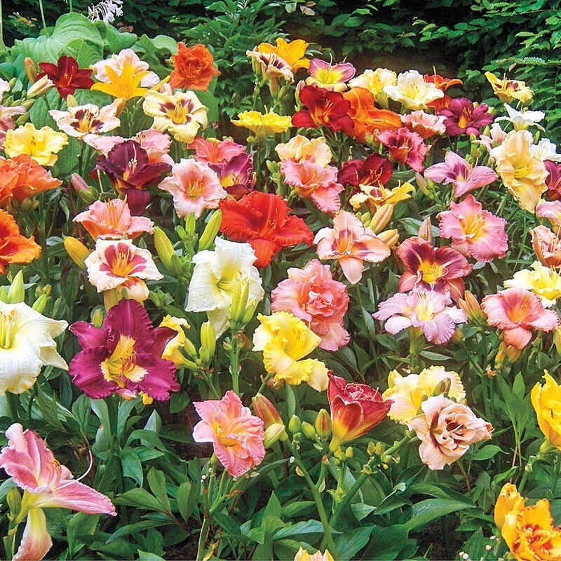 4 Reblooming Daylily Mixture Bare Root Bulbs - Perennial Outdoor Flower Plants - Image 3