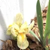 4 Yellow Iris Rhizomes for Planting - Iris germanica Bare Root Fans, Hardy Perennial Flowers, Outdoor - Image 1