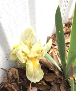 4 Yellow Iris Rhizomes for Planting - Iris germanica Bare Root Fans, Hardy Perennial Flowers, Outdoor - Image 1