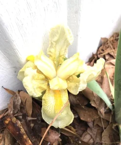 4 Yellow Iris Rhizomes for Planting - Iris germanica Bare Root Fans, Hardy Perennial Flowers, Outdoor - Image 2