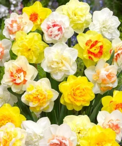 40 Double Daffodil Mix Bulbs Perennial Flowers for Planting USDA 3-9 - Image 2