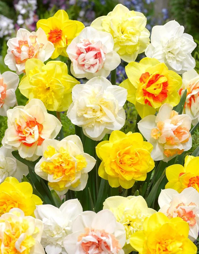 40 Double Daffodil Mix Bulbs Perennial Flowers for Planting USDA 3-9 - Image 2