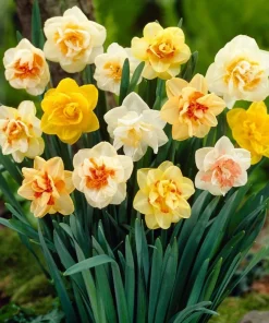40 Double Daffodil Mix Bulbs Perennial Flowers for Planting USDA 3-9 - Image 3