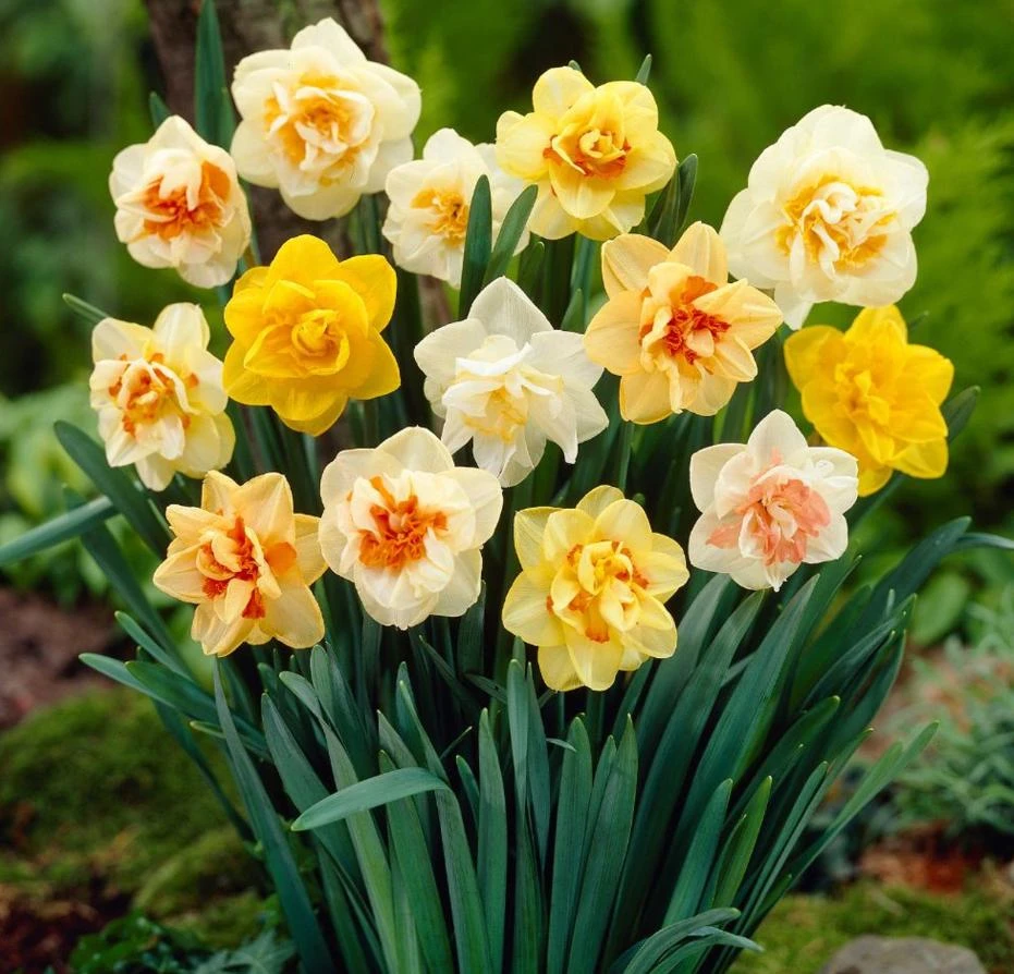40 Double Daffodil Mix Bulbs Perennial Flowers for Planting USDA 3-9 - Image 3