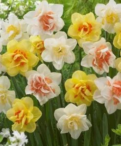 40 Double Daffodil Mix Bulbs Perennial Flowers for Planting USDA 3-9 - Image 4