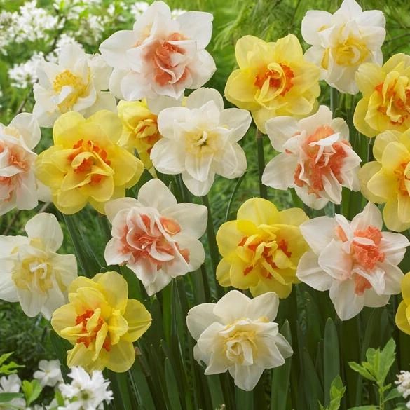 40 Double Daffodil Mix Bulbs Perennial Flowers for Planting USDA 3-9 - Image 4