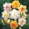40 Double Daffodil Mix Bulbs Perennial Flowers for Planting USDA 3-9 - Image 1