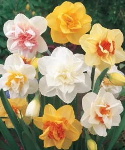 40 Double Daffodil Mix Bulbs Perennial Flowers for Planting USDA 3-9 - Image 1