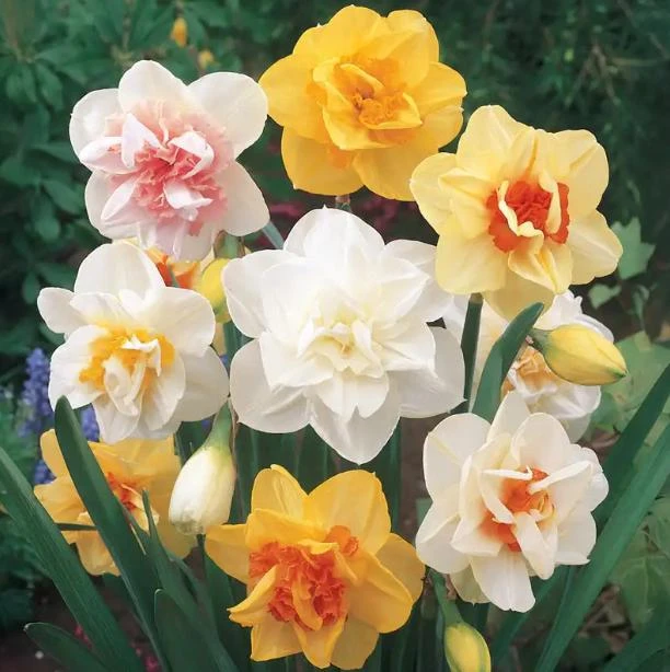 40 Double Daffodil Mix Bulbs Perennial Flowers for Planting USDA 3-9 - Image 1