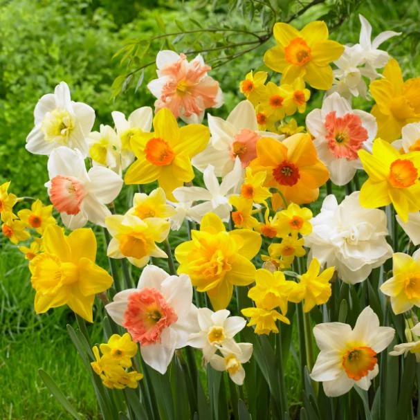 40 Double Daffodil Mix Bulbs Perennial Flowers for Planting USDA 3-9 - Image 5