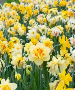 40 Double Daffodil Mix Bulbs Perennial Flowers for Planting USDA 3-9 - Image 6