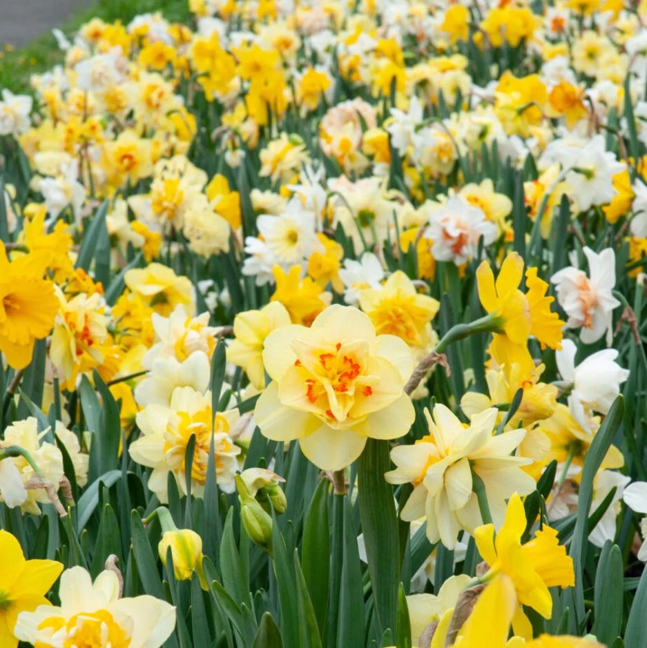 40 Double Daffodil Mix Bulbs Perennial Flowers for Planting USDA 3-9 - Image 6