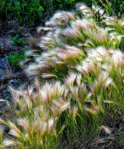 40 Foxtail Barley Ornamental Grass Seeds - Hordeum Jubatum for Gardens - Image 10