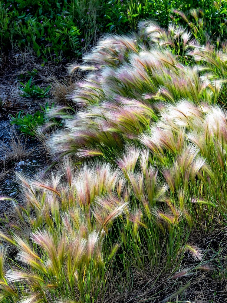 40 Foxtail Barley Ornamental Grass Seeds - Hordeum Jubatum for Gardens - Image 10