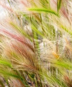 40 Foxtail Barley Ornamental Grass Seeds - Hordeum Jubatum for Gardens - Image 2