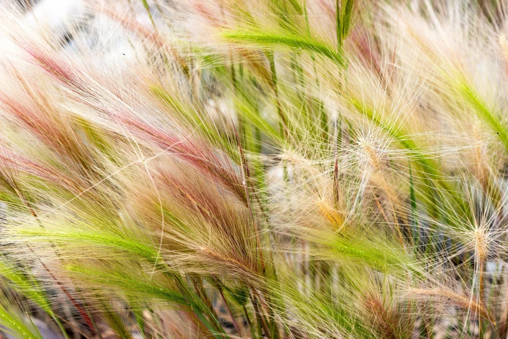 40 Foxtail Barley Ornamental Grass Seeds - Hordeum Jubatum for Gardens - Image 2
